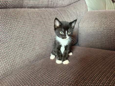 kittens