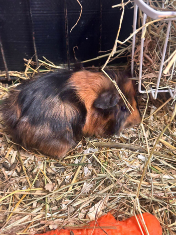 Baby Guineapigs