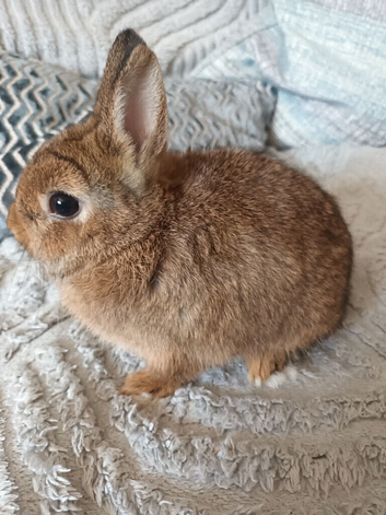 Beautiful agouti nertherland dwarf