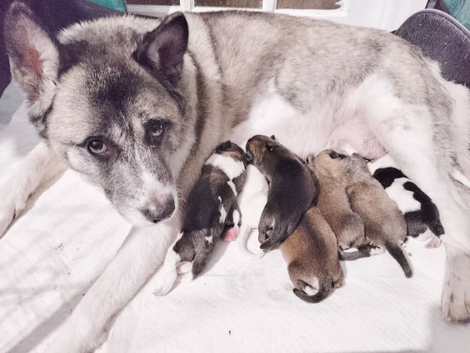 Husky akita puppies