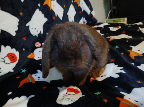 This is nuggie