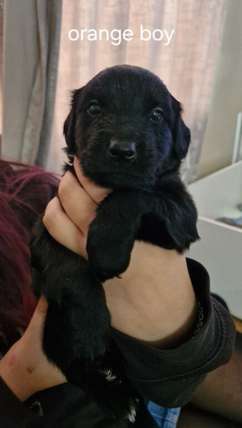 Akita shepherd x jack Russell