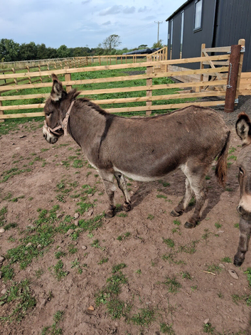 Miniature Mediterranean donkey