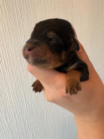 Last girl remaining!! F1B cavapoo puppies born on 1/6/26