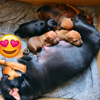Beautiful Miniature Pincher puppies