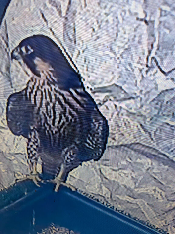 2026 male peregrine