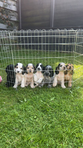 READY TO LEAVE-2 Show Type Cocker Spaniel puppies