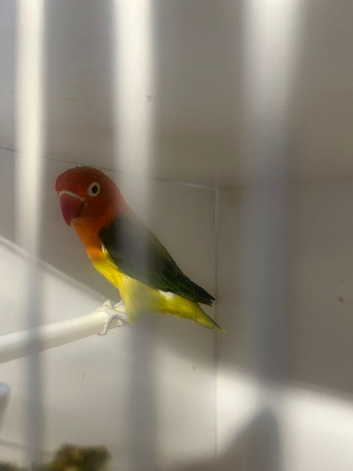 Euwing lovebirds split ino