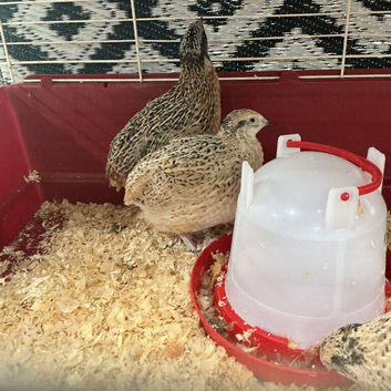 Jumbo quail free