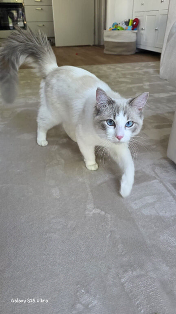 Boy ragdoll 11 months
