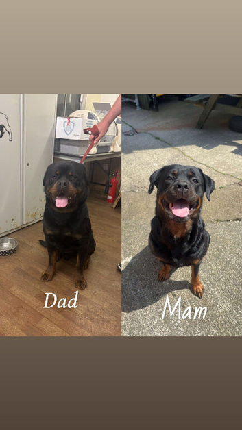 Rottweiler pups