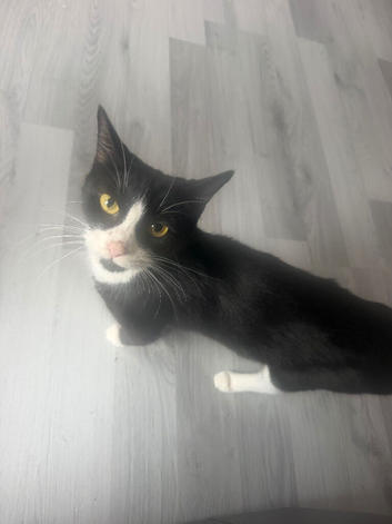 Tuxedo cat