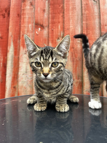 Gorgeous kittens that need a loving home
