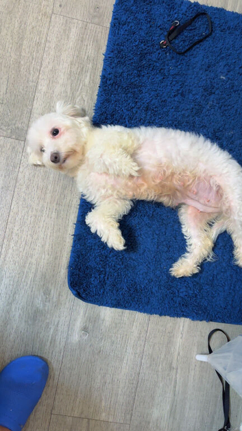 Puffy maltese