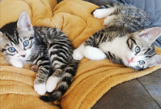 Stunning half Bengal Kittens. TICA. Ready June 4th