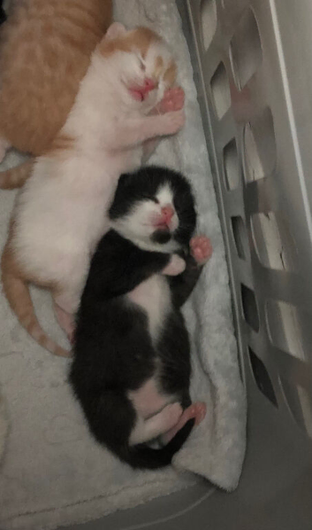 Kittens for sale