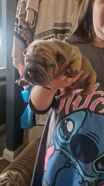 3 male french sharpie mix