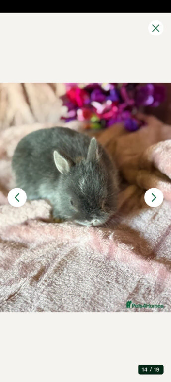 Ginuiea pigs