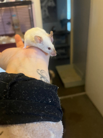 3 lovely female fancy mice