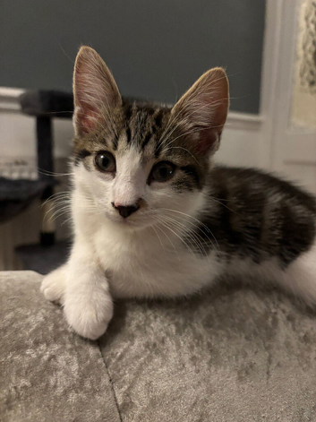 Male  Kitten