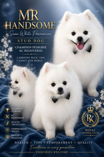 TEDDY BEAR  PROVEN POMERAIAN STUD