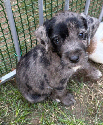 Beautiful cocker cross Jack Russell Girl ️