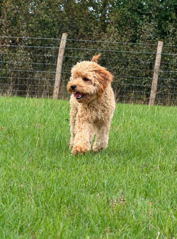 8 month old Cavapoo