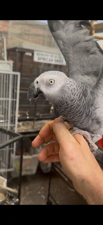 Male African grey for sale
