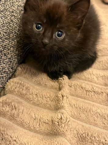 3 kittens for sale, ready to leave after 31th march
