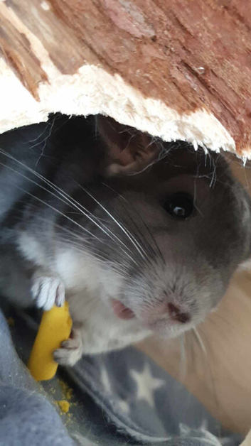 Male chinchilla