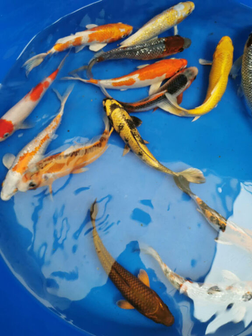 koi for sale from &pound;5