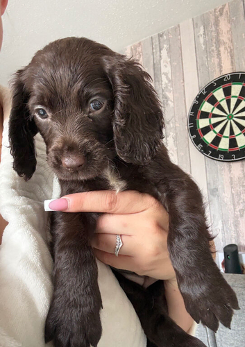 Sprocket spaniel working puppies
