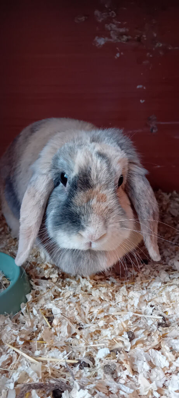 Beautiful female mini lop rabbit
