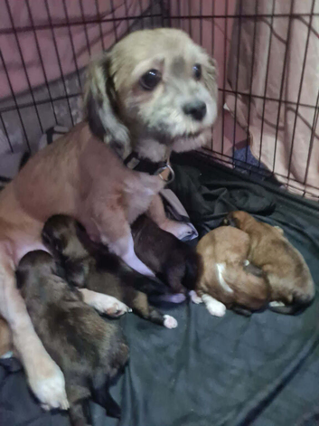 Lhasa-apso pups