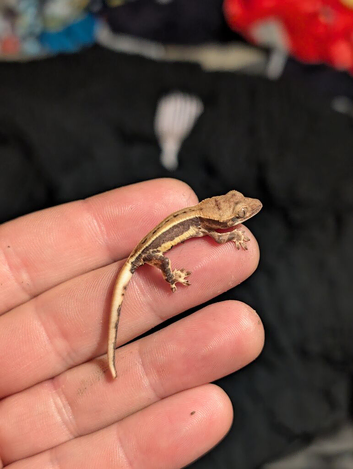 Lilly White Crested gecko hatchlinG
