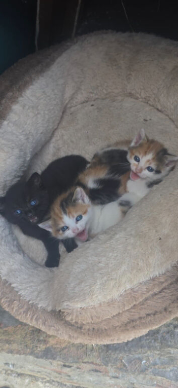 Siberian kittens