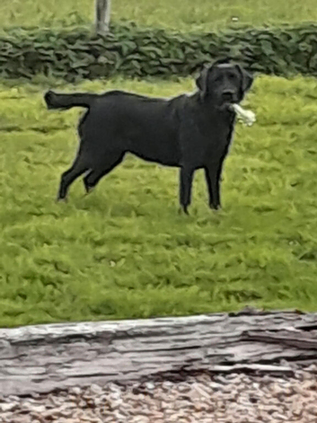 Beautiful lab x retriever (black) needs understanding home