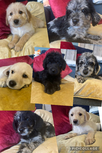 Labradoodle Puppies 8 weeks old
