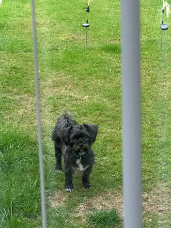 Black shorkie