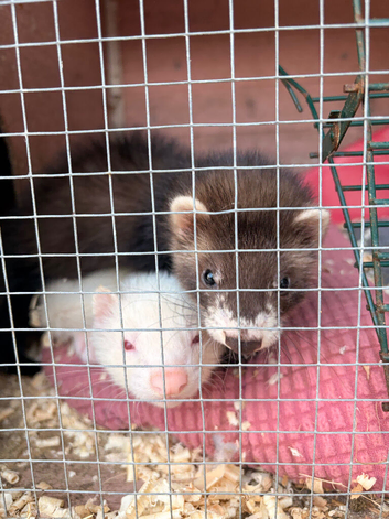 Two Male Ferret Kits