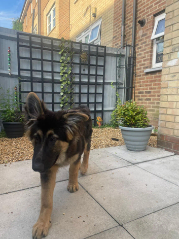 5 month male