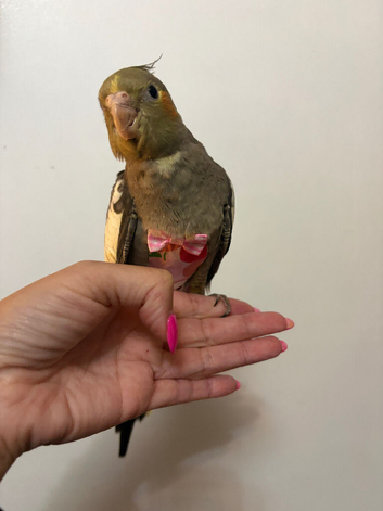 Baby cocktail