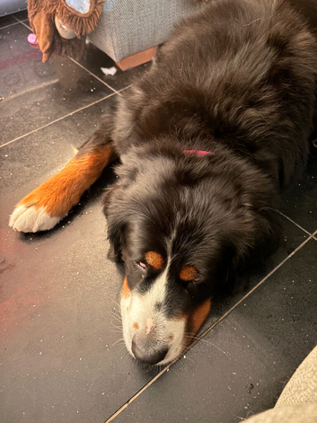 Gorgeous 3 year old Bernese female