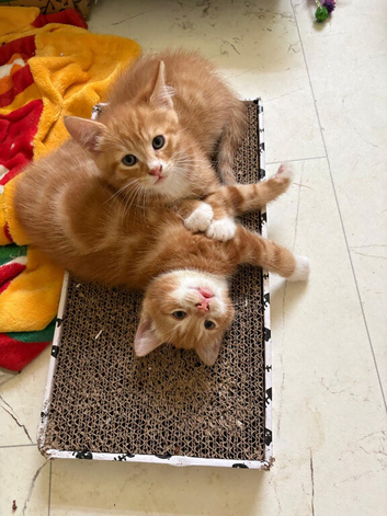 Kittens