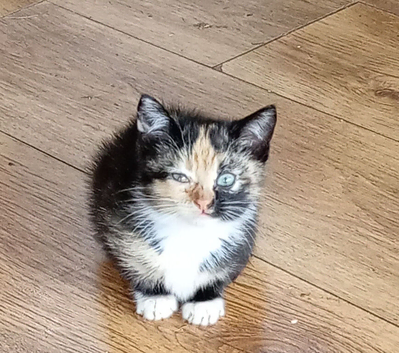 Siamese X Maine coon kittens ready now