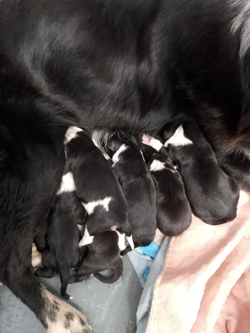 Wyverne Roy and Pips Litter of 9