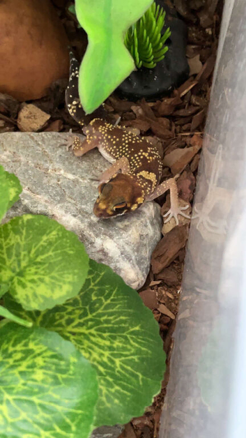 Barking gecko and everything for sale