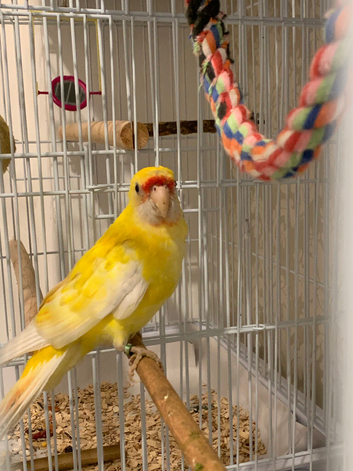 Babe lutino red rumped parakeet