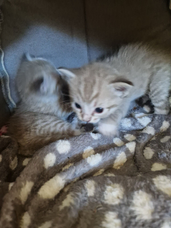 Ragdoll x kittens