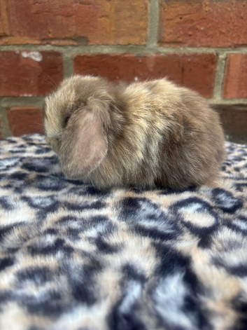 pure bred baby mini lops pedigreed